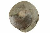Cretaceous Fossil Ammonite (Sphenodiscus) - South Dakota #189316-1
